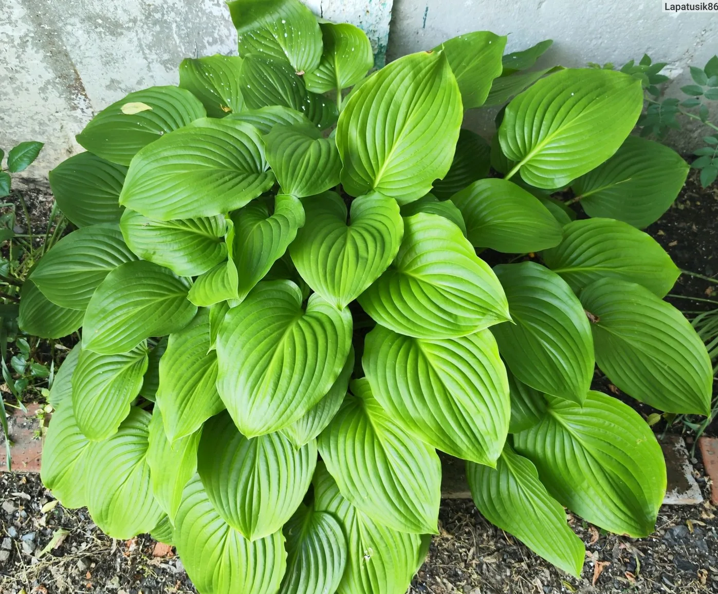 саженцы хосты купить в алматы питомник растений plants